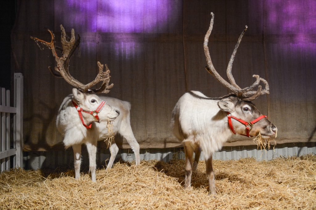 Christmas Lights and Reindeer Experience Nutley Farm