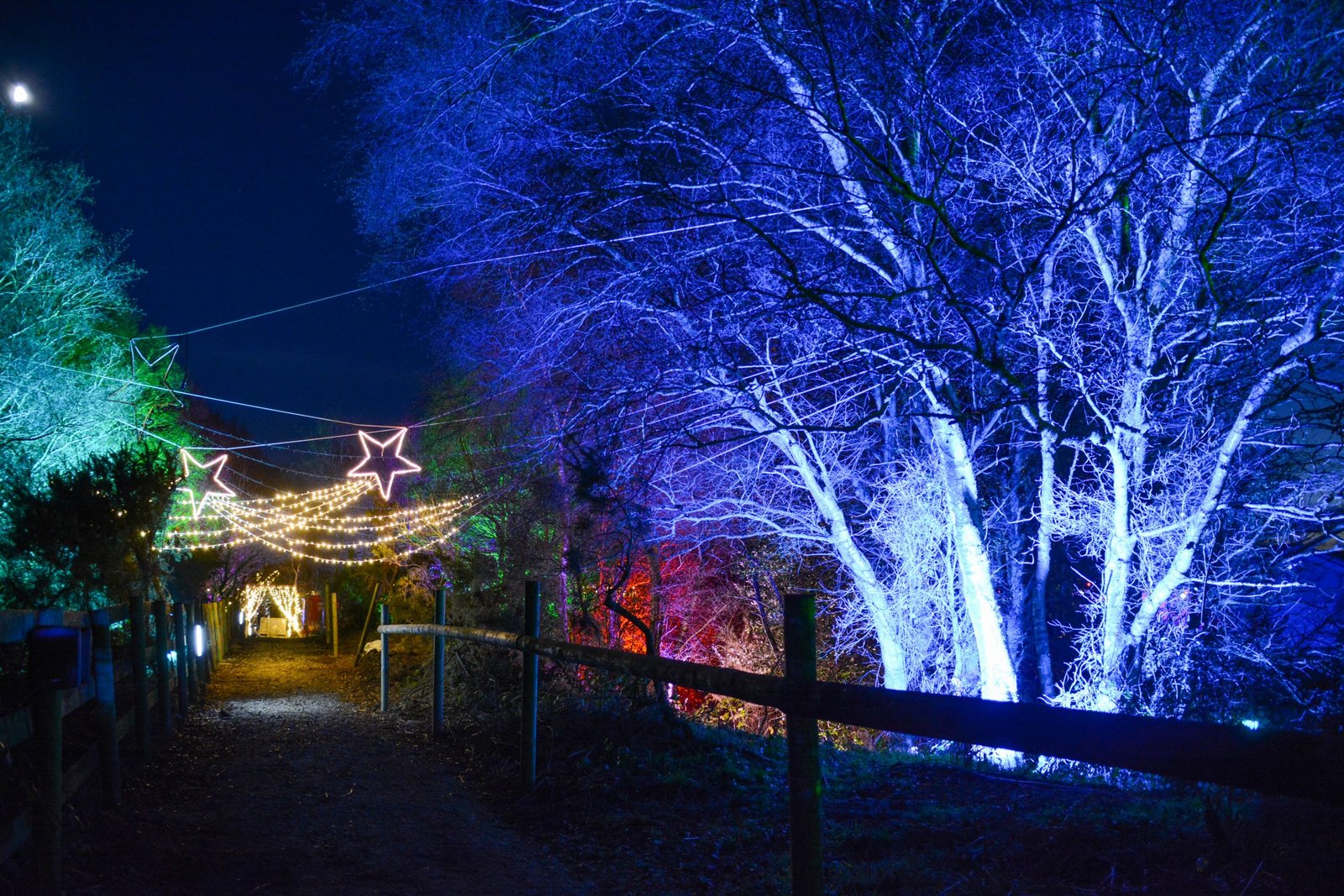 Christmas Lights and Reindeer Experience Nutley Farm